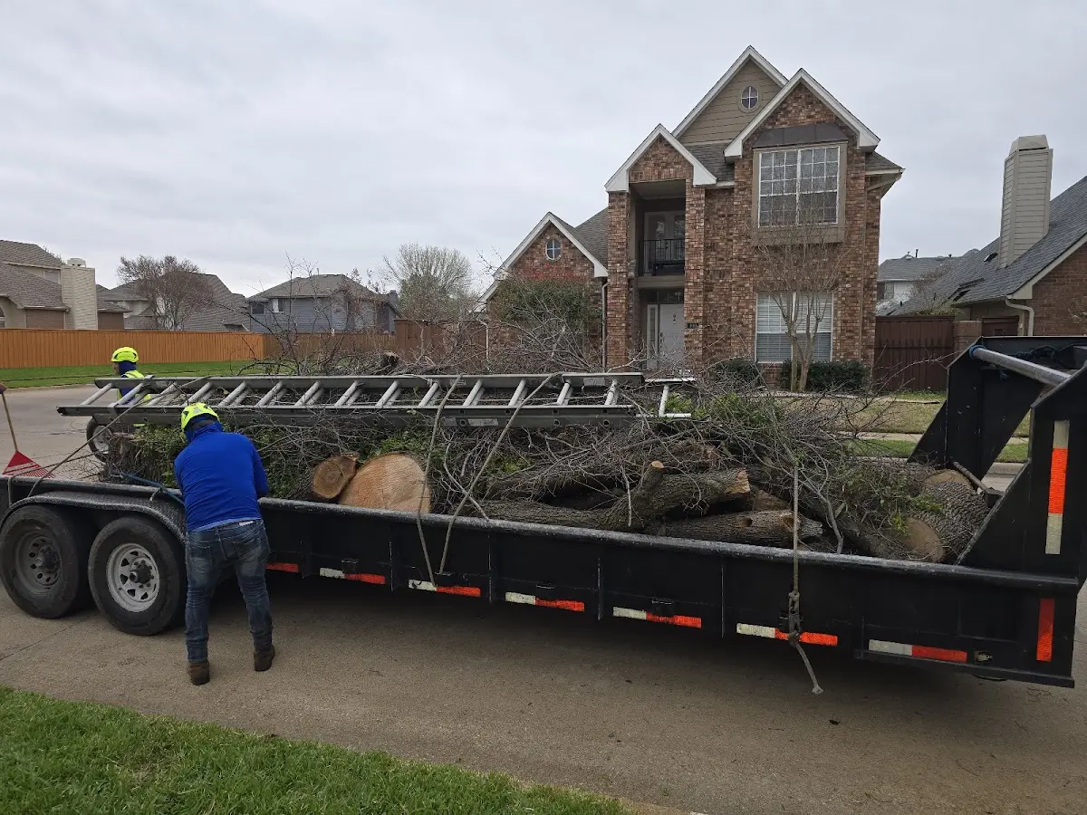 Expert Tree Removal with proper safety equipment in Sagle